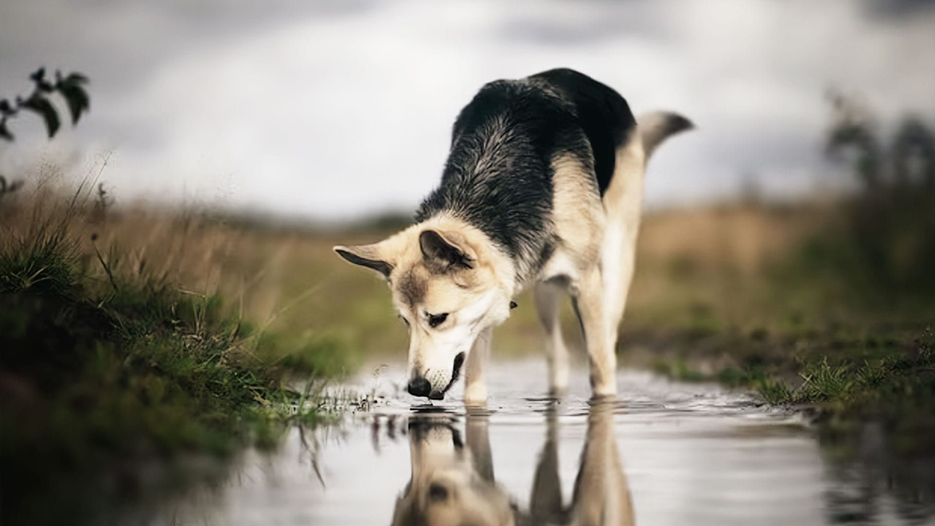 Este Perro Me Enseñó Algo 1 This dog taught me something 1 - IVE America